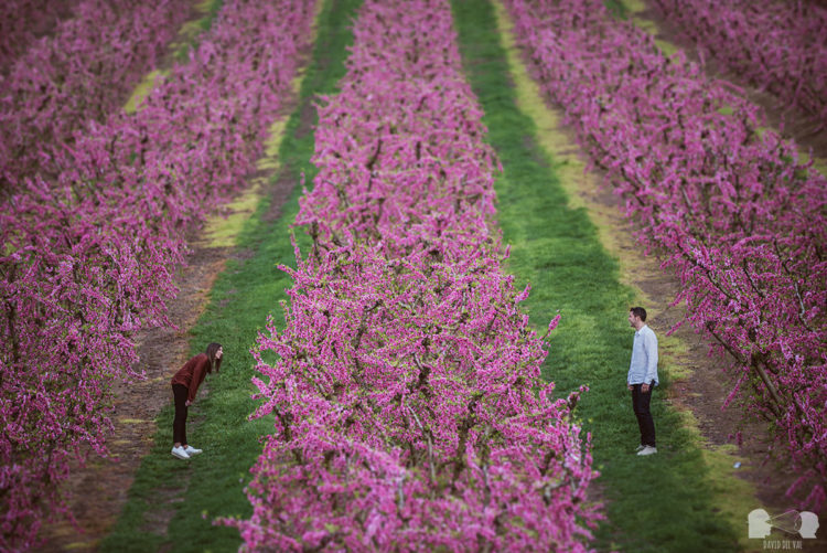 Preboda rural en Aitona (Lleida) entre melocotoneros en flor
